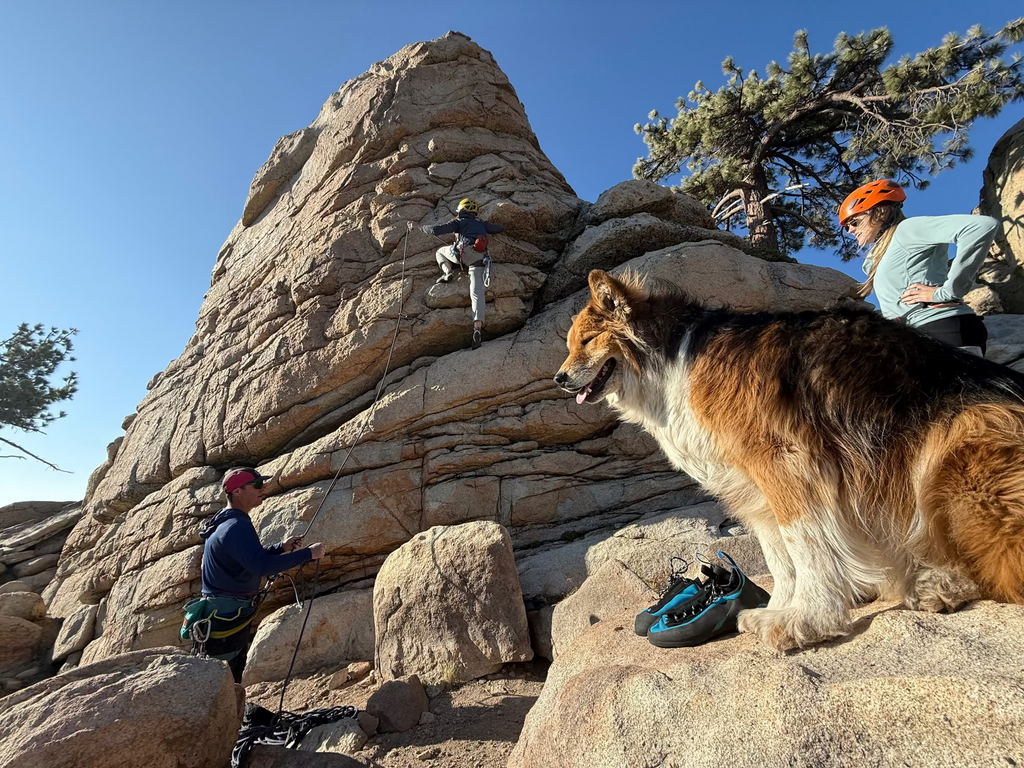 Dog sitting on a rocky outcrop with climbers scaling a large rock formation.